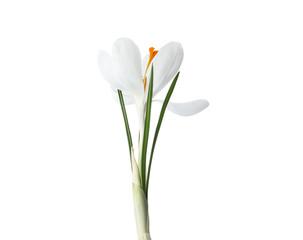 Beautiful crocus isolated on white. Spring flower