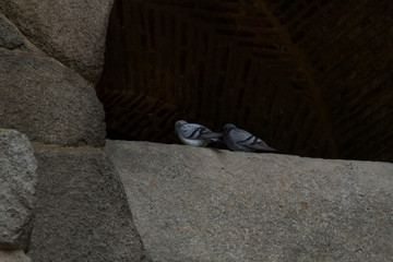 couple of pigeon 