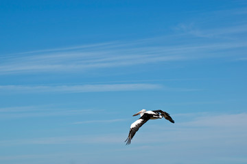 Fototapeta na wymiar the pelican is soaring high above in the sky