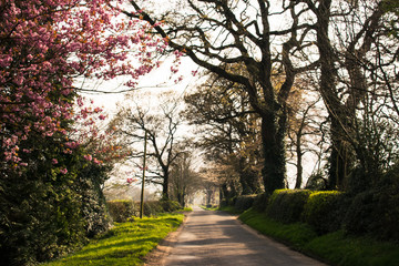 Fototapeta premium Carretera rodeada de árboles en flor en una tarde de primavera