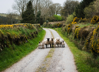 Familia de ovejas en linea en medio de un camino en la naturaleza