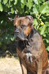 Spanish Alano purebred spanish dog tabby color  on the grass