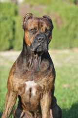 Spanish Alano purebred spanish dog tabby color  on the grass