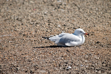 this is a side view of a seagull
