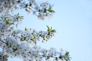 White blurred cherry flowers, romantic spring backdrop. White cherry blossom with selective focus. Spring blooming sakura cherry flowers branch.