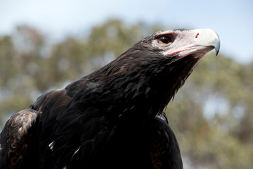 this is a close up of a wedge tail eagle
