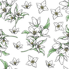 Vector handwork illustration. Drawing of blooming white jasmine with green leaves. Seamless pattern with jasmines for textiles design.