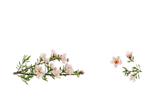 white New Zealand manuka tree flowers isolated on white background with copy space above