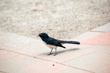 the willy wagtail is a small black and white bird