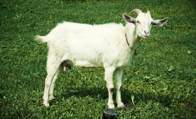 Cute white goat graze on the meadow with fresh green grass. Side portrait of nanny-goat standing in the field. natural goat milk dairy products concept