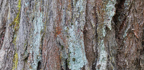 old ash tree bark, close-up, texture, daylight