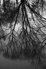 Water trees forest spring season with peace and silence