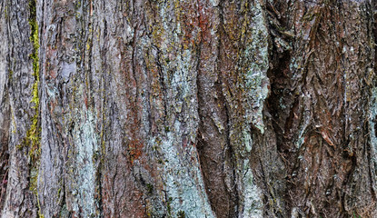 Obraz premium old ash tree bark, close-up, texture, daylight