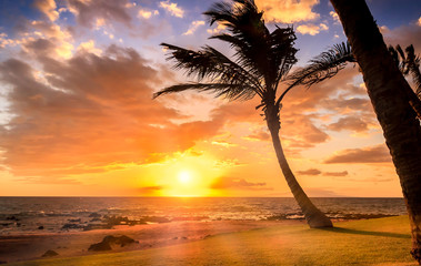 Colourful sunset with great palm tree in Maui, hawaii