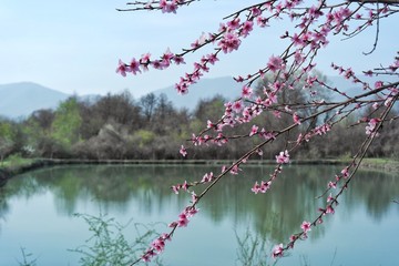 Peach tree flowers in spring. Peach blossoms are light pink to carmine, to purplish in color. Each...