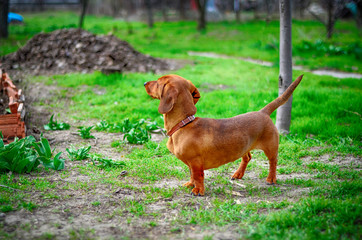 red dachshund dog 