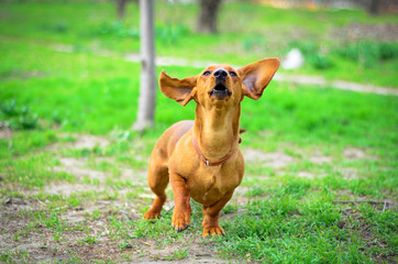 red dachshund dog 