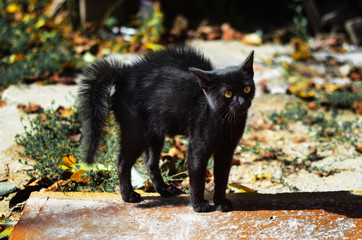 a little black cat in the street