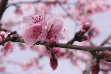 Peach tree flowers in spring. Peach blossoms are light pink to carmine, to purplish in color. Each blossom consists of five petals with several, stringy stamens toward its center. 