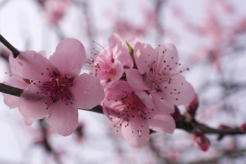 Peach tree flowers in spring. Peach blossoms are light pink to carmine, to purplish in color. Each blossom consists of five petals with several, stringy stamens toward its center. 
