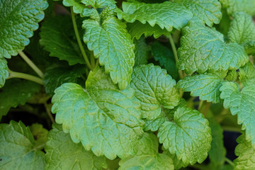 Close up Melissa plant. Lemon balm in the garden.