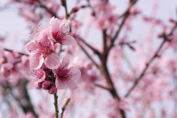 Peach tree flowers in spring. Peach blossoms are light pink to carmine, to purplish in color. Each blossom consists of five petals with several, stringy stamens toward its center. 