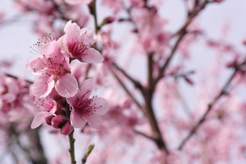 Peach tree flowers in spring. Peach blossoms are light pink to carmine, to purplish in color. Each blossom consists of five petals with several, stringy stamens toward its center. 
