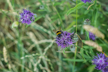 pollinating bee on a purpe head flower 