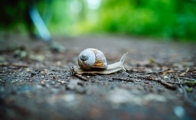 Weinbergschnecke überquert den Waldweg