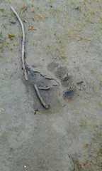 Bear footprint