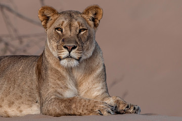 Desert-adapted Lion in Hoanib River, Namibia