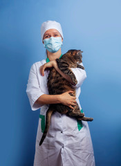 Veterinarian doctor in safety mask with cat in veterinary clinic.
