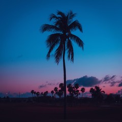 sunset sunrise palm beach tropical tree miami florida sky silhouette landscape blue colors nature sun dusk coconut beautiful cloud © Alberto GV PHOTOGRAP