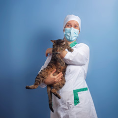 Veterinarian doctor in safety mask with cat in veterinary clinic.