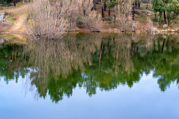 natural reflections as a mirror of the river that rises in the heart of the pine forest of valsain