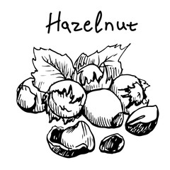  Hazelnut. Hand drawn sketch. Black and white isolated illustration