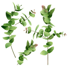 Watercolor painting set green leaf,eucalyptus branches leaves isolated on white background.Watercolor illustration tropical,aloha ,aroma exotic leaf for wallpaper Hawaii style pattern.Clipping path.