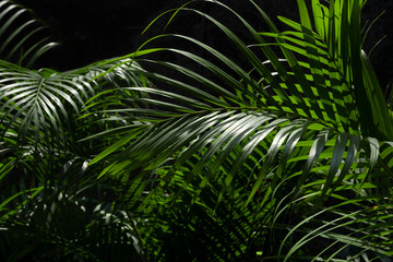 Lush palm leaves on a dark background. Exotic leaves for design