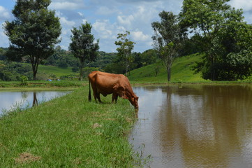 cow on pasture