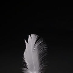 single white feather with black background	