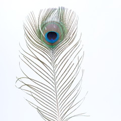 Fototapeta premium single peacock feather with white background 