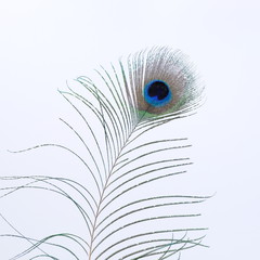 single peacock feather with white background
