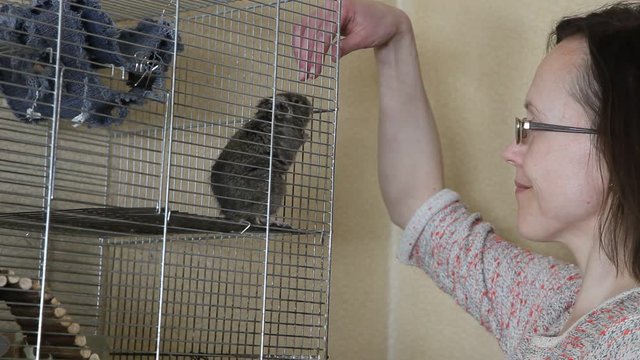 Rodent degu in  cell and woman playing with it.  Home, room. Girl is playing with cute pet. 