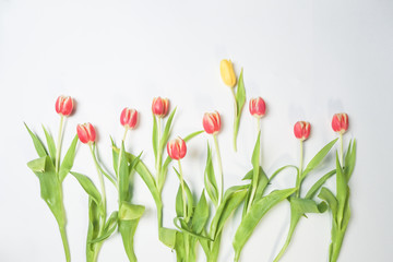tulip, flower, spring, tulips, isolated, white, bouquet, green, nature, red, flowers, leaf, floral, easter, yellow, blossom, pink, bloom, plant, beautiful, bunch, flora, petal, beauty, decoration