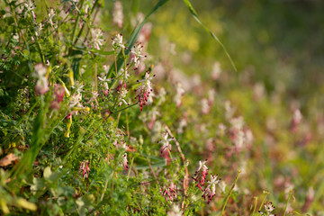 Fumaria capreolata -  wild growing creeper plant with pretty pink/white flowers