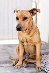 Portrait of Pitbull mix dog sitting near the house, friendly puppy