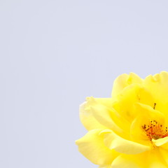 Naklejka na ściany i meble Yellow flower isolated on white background. Deep focus.