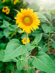 Obraz premium Bright yellow sunflower in garden