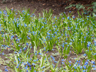Scilles de Sibérie (Othocallis siberica), petites fleurs bleu violet d'ornement en fin d'hiver