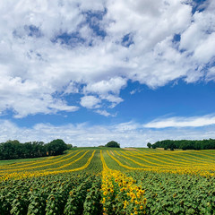 Fototapeta na wymiar Field of sunflowers in the French countryside